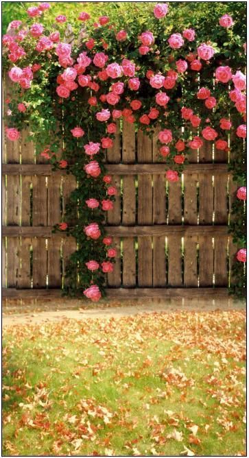 pink roses growing on the side of a wooden fence