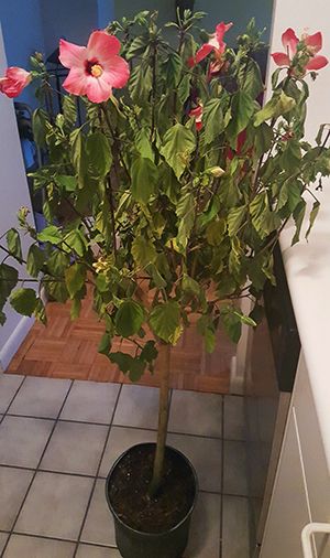 a potted plant with pink flowers sitting on the floor in front of a sink