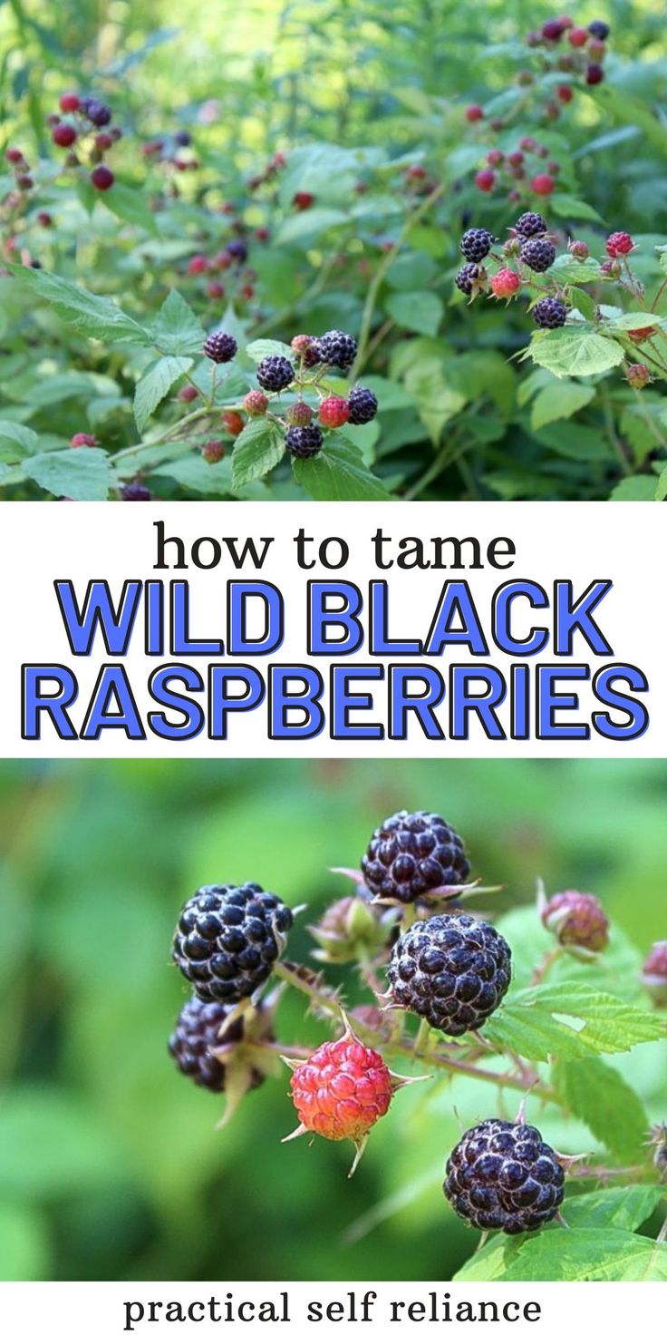 wild black raspberries growing in the forest with text overlay reading how to tame wild black raspberries practical self reliance