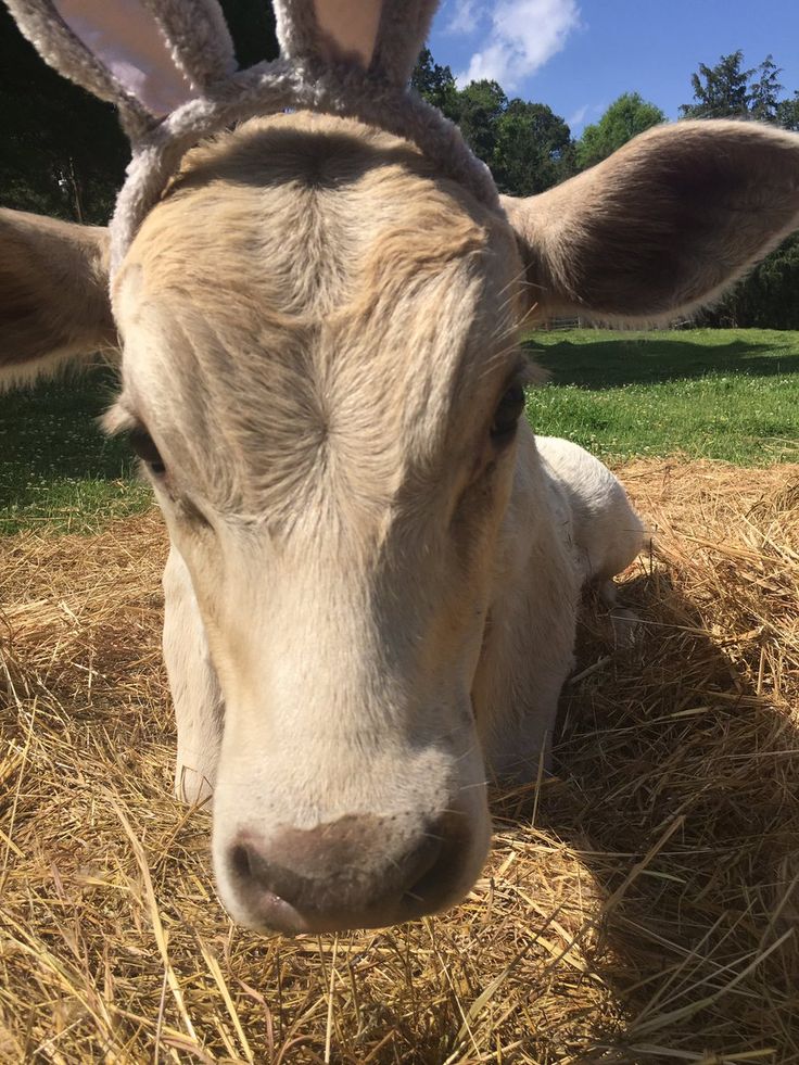 a close up of a cow with ears sticking out in hay on a sunny day