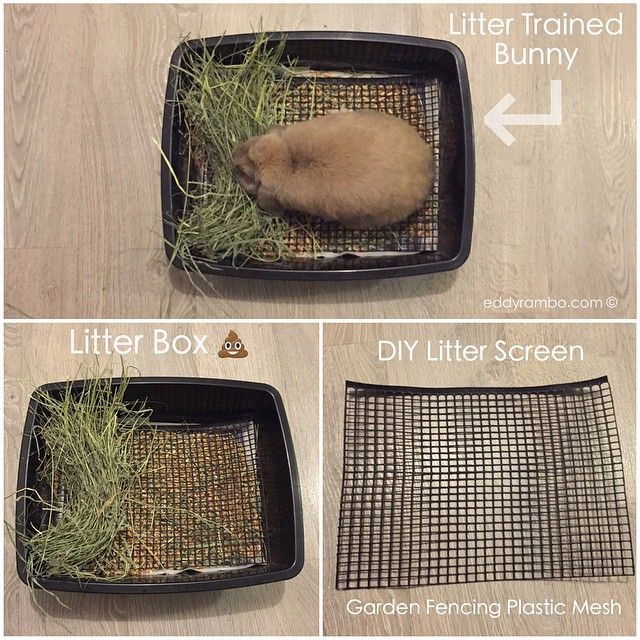 the instructions for how to make a litter box with grass in it and other things inside