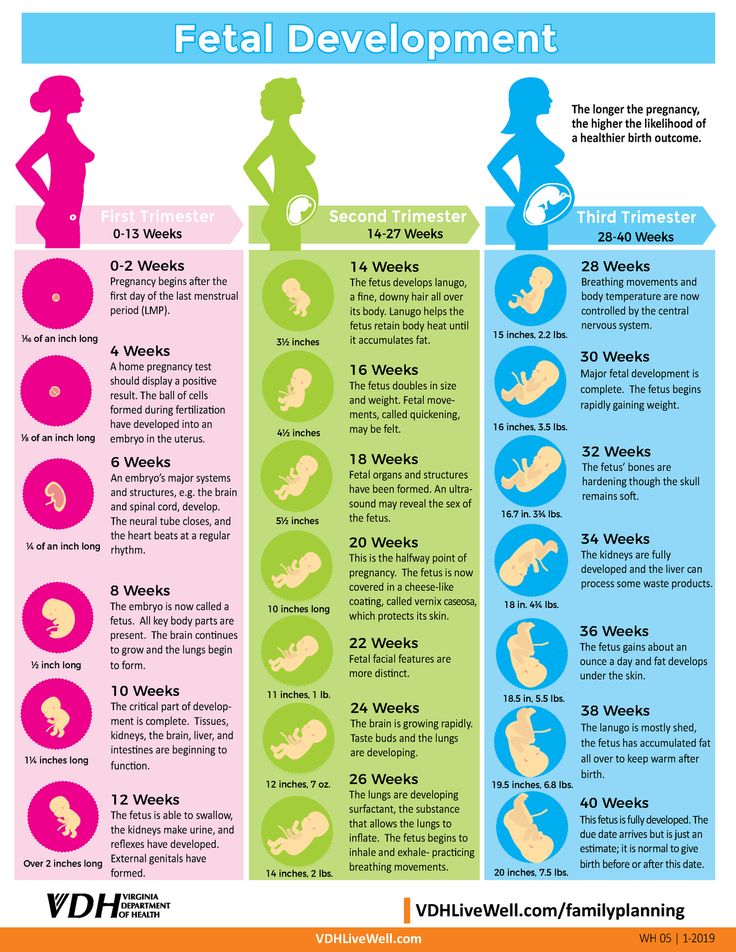 a poster showing the different stages of fetishl development and how to use it