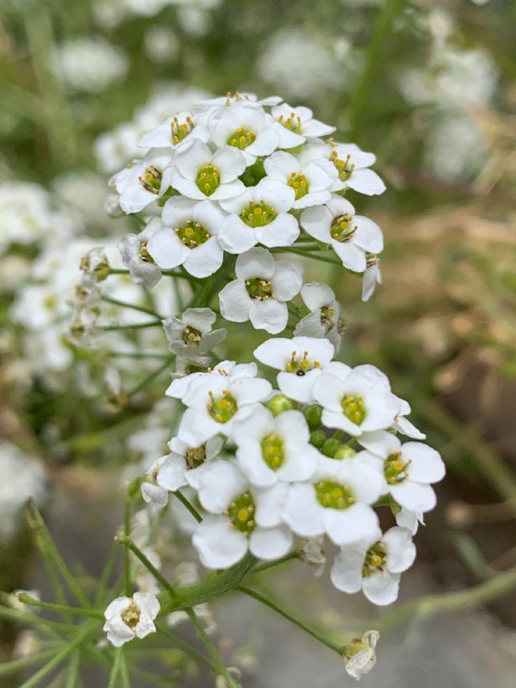 A close up image of a white flower called an Alyssum. Alyssum Flowers Drawing, Alyssum Maritimum, Sweet Alyssum Flower, Alyssum Flower, Alyssum Flowers, Sweet Alyssum, Botanical Inspiration, Flower Language, Australian Flowers