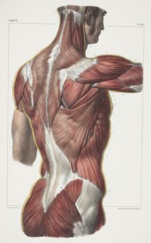 an illustration of the back muscles in a man's chest and upper half, with other muscles visible