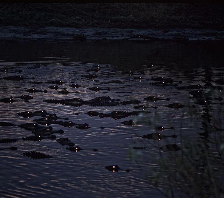 many alligators are swimming in the water at night