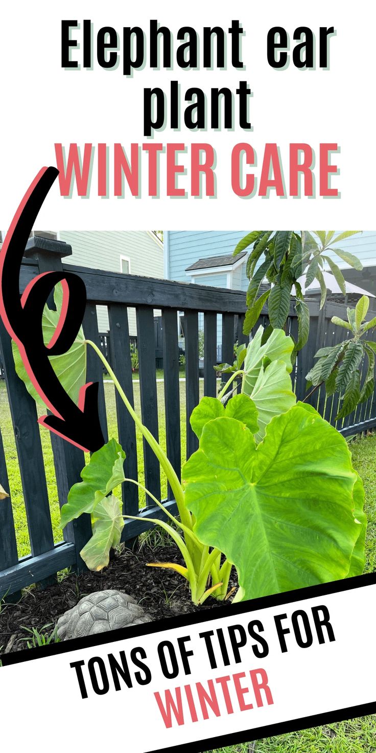 an elephant ear plant with the words winter care tons of tips for winter gardening in front of it