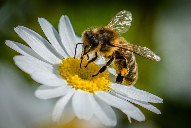 a bee sitting on top of a white flower