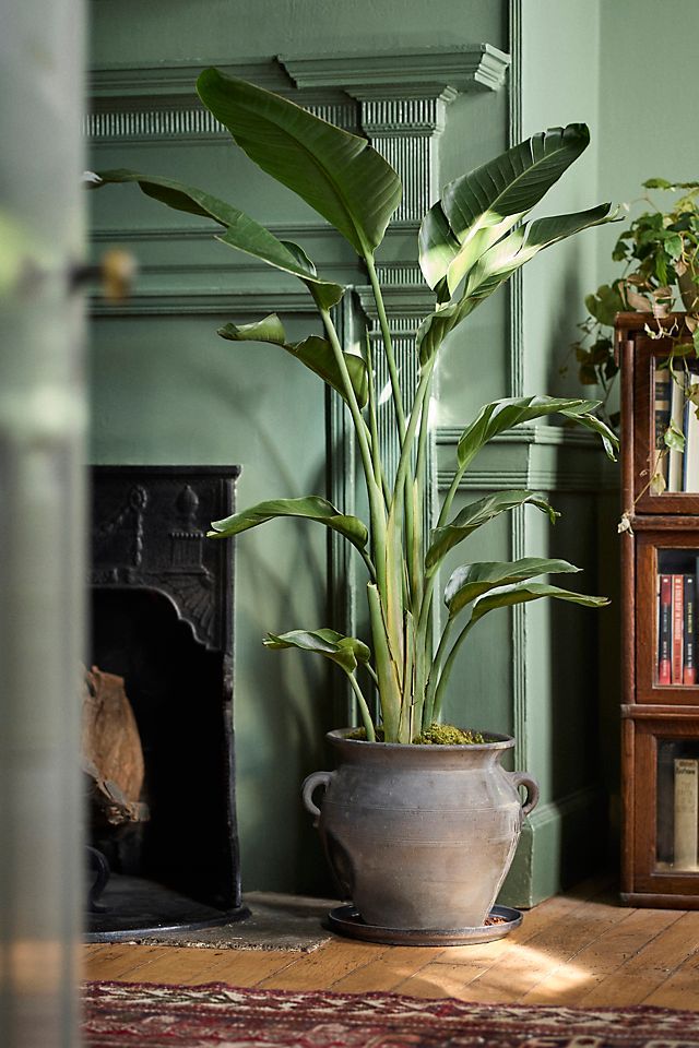 a potted plant sitting on top of a wooden table next to a fire place