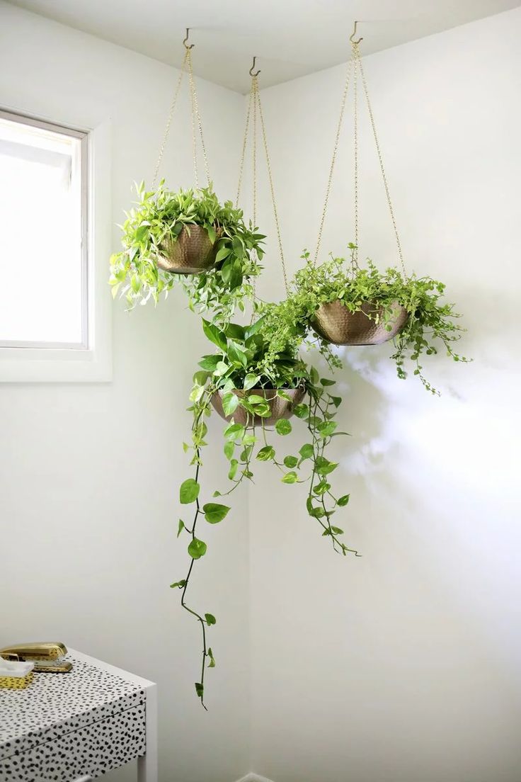 two hanging plants in pots on the wall