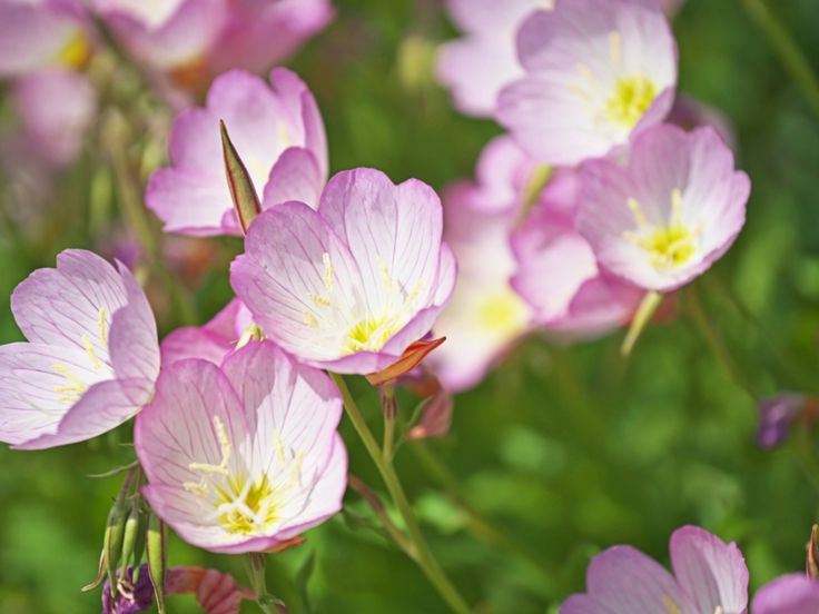 pink flowers are blooming in the grass