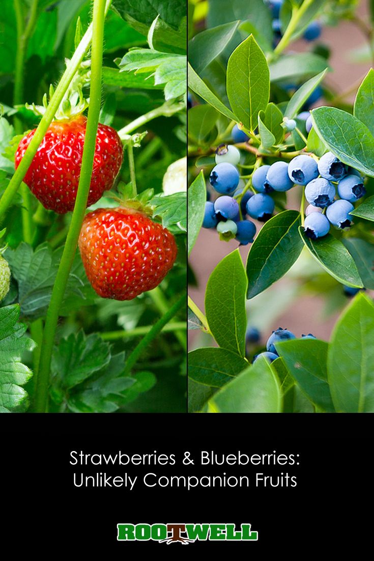 two pictures of strawberries and blueberries on the same plant, one is ripe