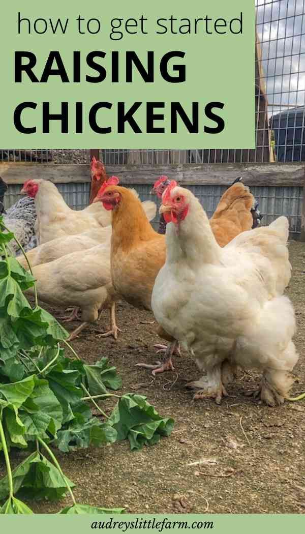 chickens are walking around in their pen with the words how to get started raising chickens