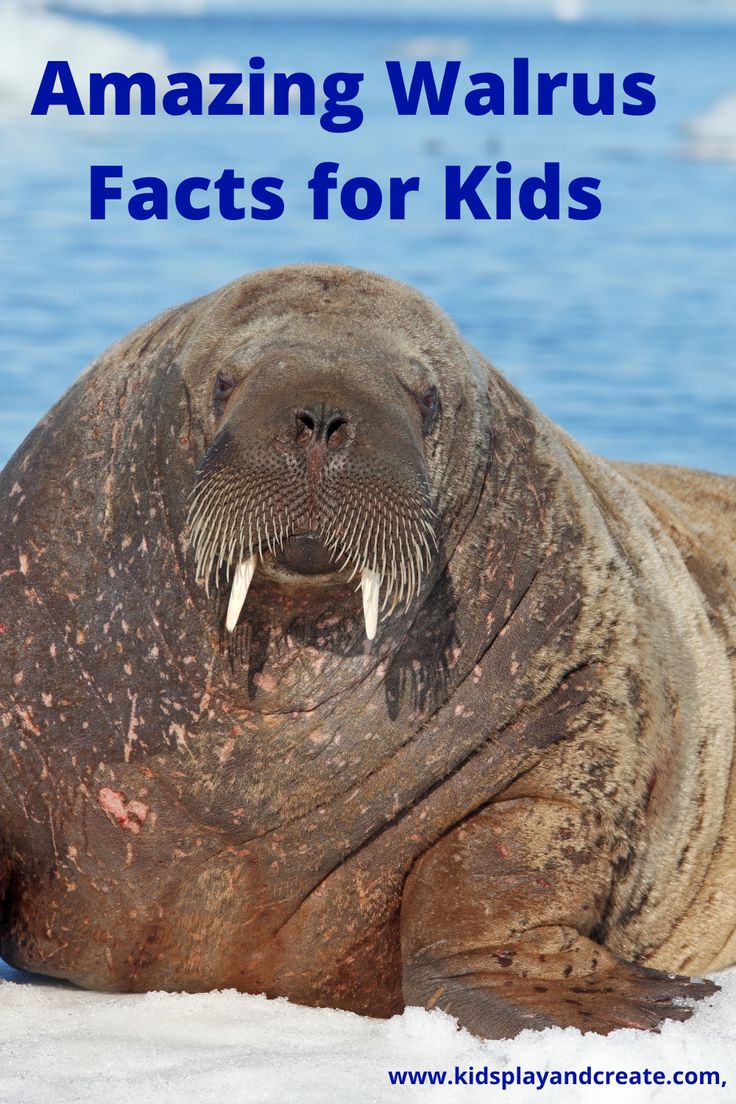 a walrus laying in the snow with text overlay reading amazing walrus facts for kids