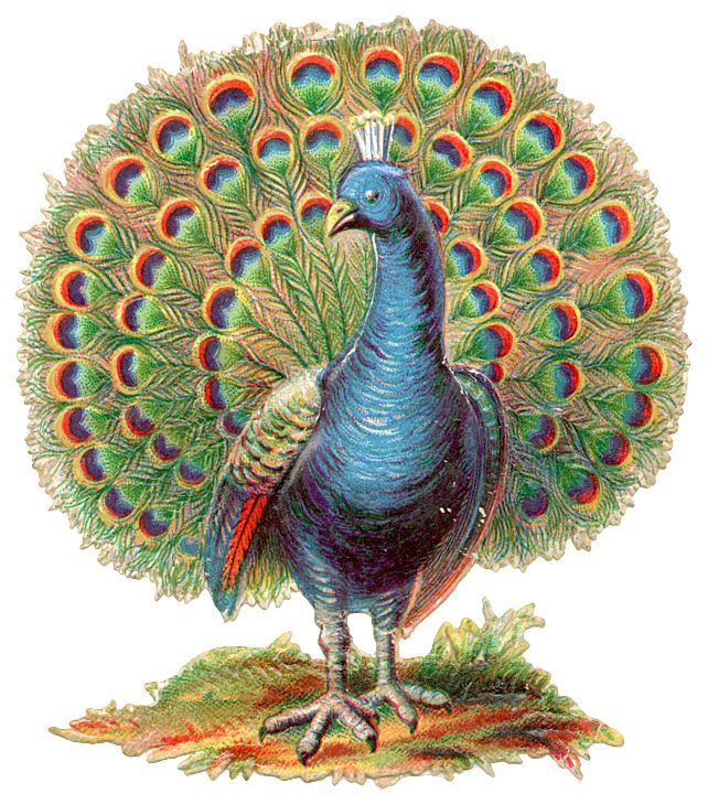 a colorful peacock standing on top of a grass covered field