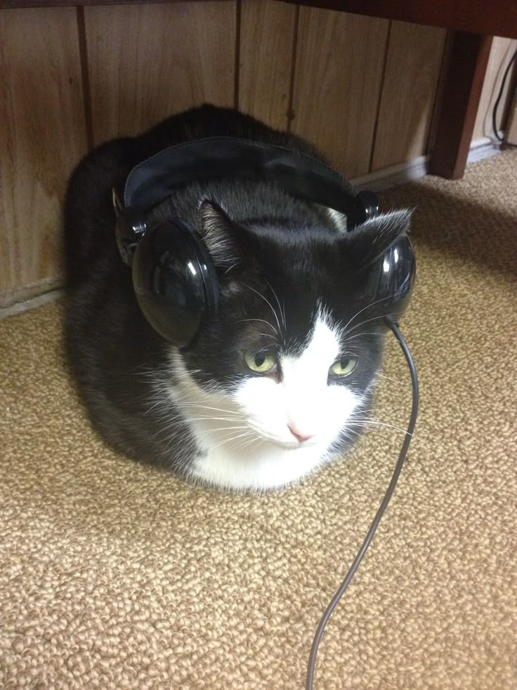 a black and white cat with headphones on