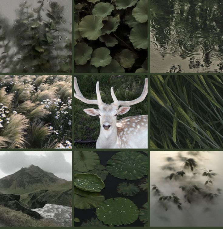 a collage of photos with plants, water and animals in the middle one has a deer's head on it