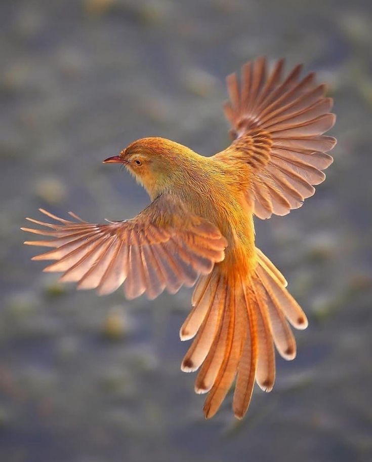 a yellow bird flying in the air with it's wings spread