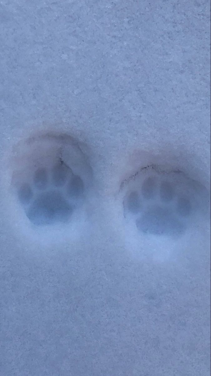 two animal footprints in the snow near one another