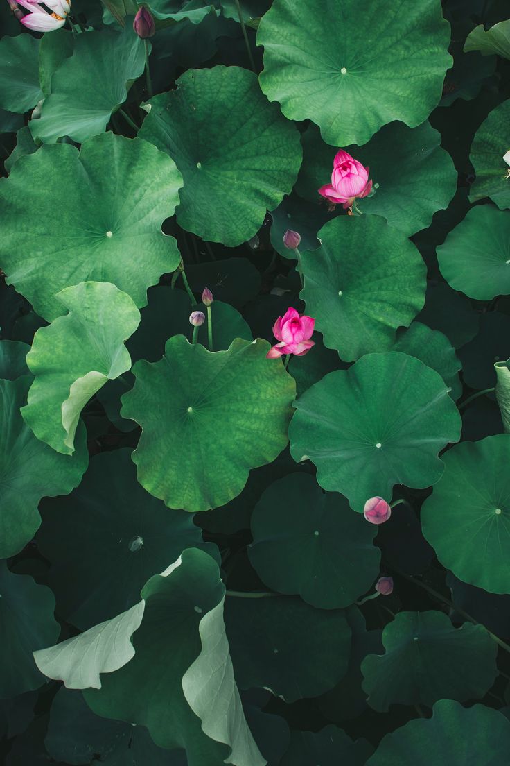 pink flowers are growing in the middle of green leaves and water lilies, as if they were floating on top of each other