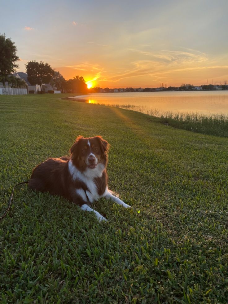 a brown and white dog laying on top of a lush green field next to a lake