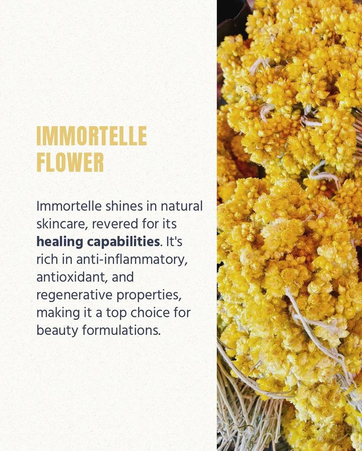 Have you ever heard of the Helichrysum italicum?🌼 Discover how this remarkable immortelle flower can transform your skincare routine, leaving you with a radiant, youthful glow✨ #gaianaturelle #immortelle #naturalcosmetics #antiaging #skincareproducts #healthyskin #selfcaretips #beautytips #collagendrink Immortelle Flower, Helichrysum Italicum, Collagen Drink, March 20, Have You Ever, Skincare Routine, Healthy Skin, Beauty Tips, Beauty Hacks