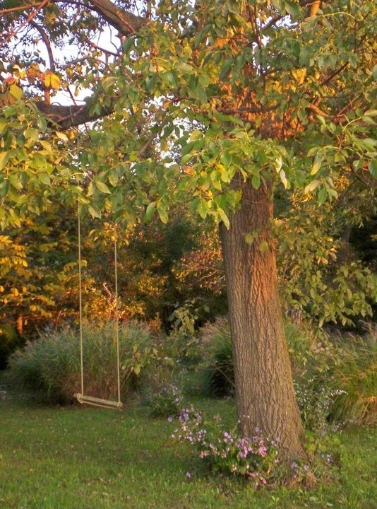 a tree that is next to a swing