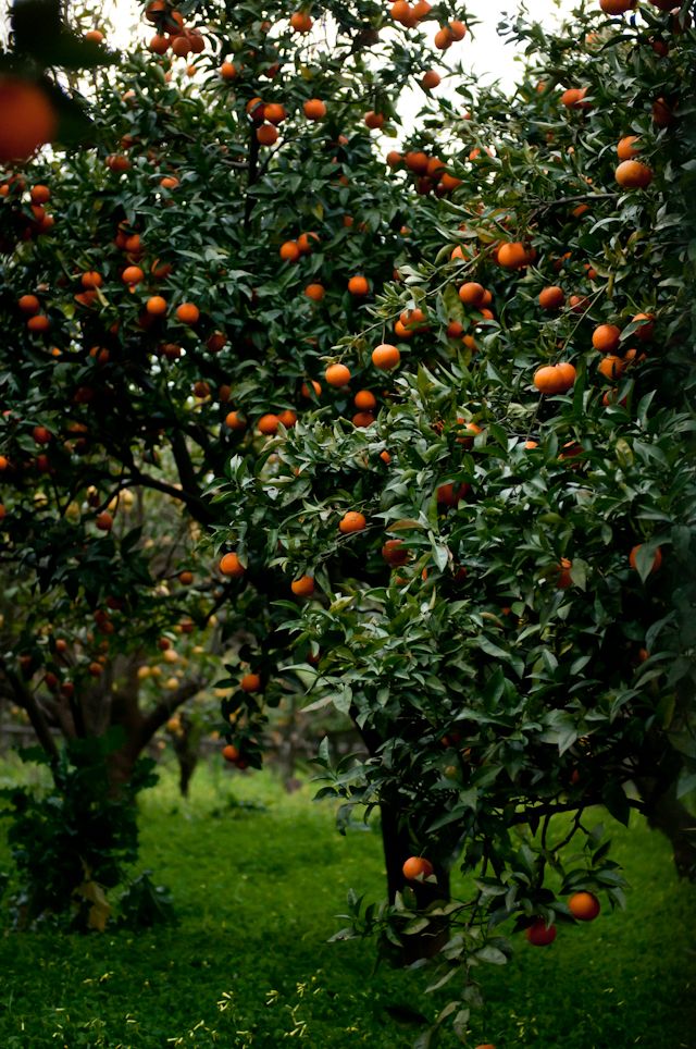 an orange tree filled with ripe oranges on top of lush green grass covered ground