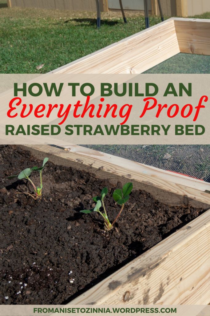 how to build an everything proof raised strawberry bed with text overlay that reads, how to build an everything proof raised strawberry bed