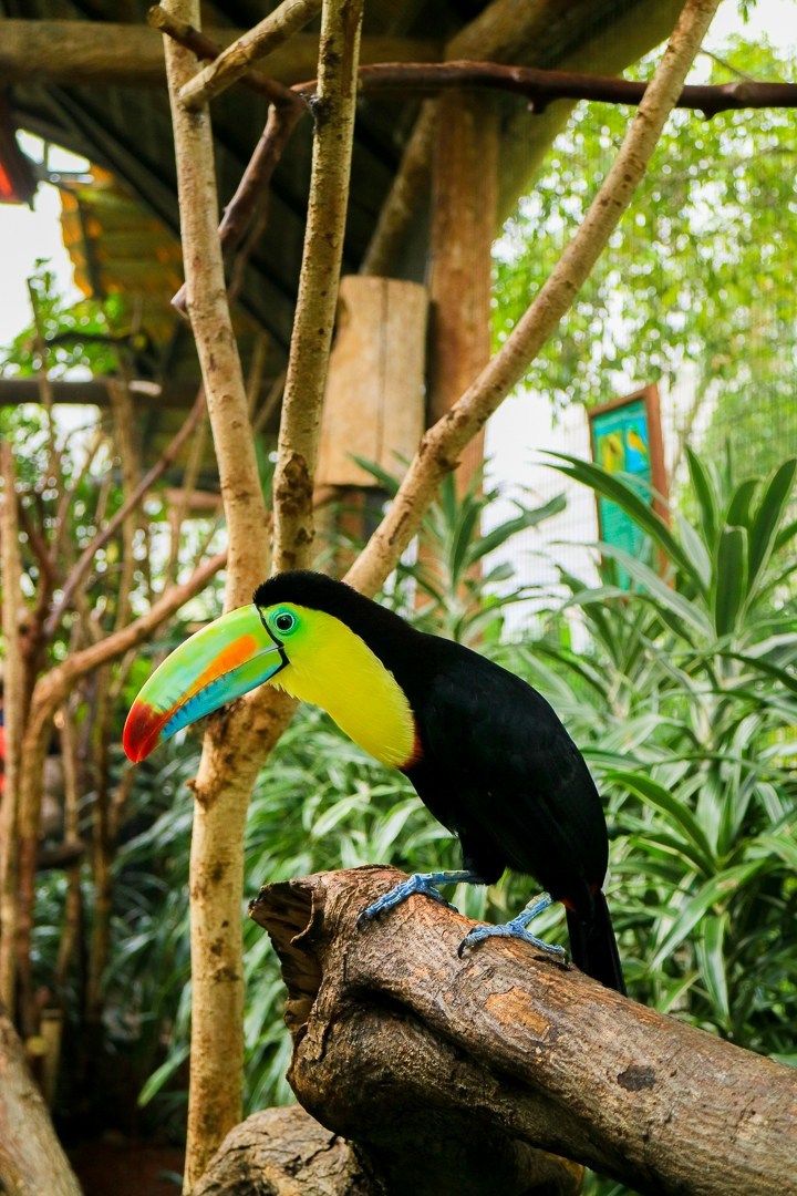 a toucan sitting on top of a tree branch