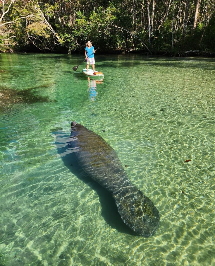 a man standing on a paddle board next to a hippopotamus in the water