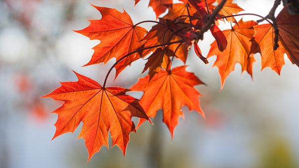 the leaves of an orange maple tree are changing colors