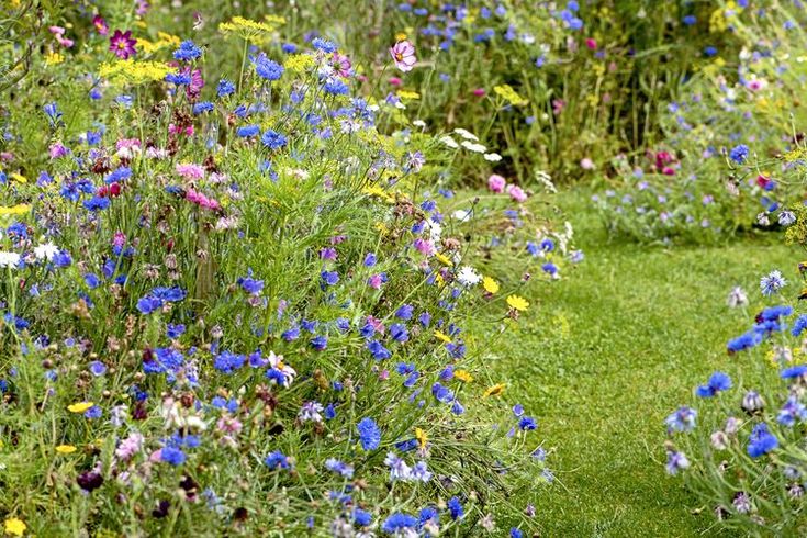 wildflowers and other flowers in a garden