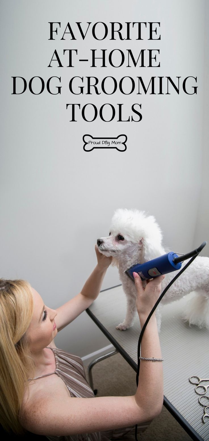 a woman is blow drying her dog's hair with a clipper and scissors