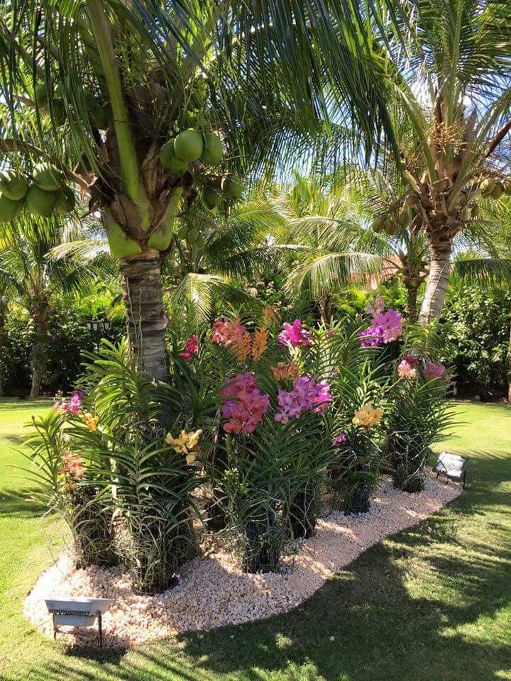 a garden filled with lots of different types of flowers