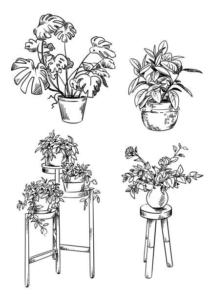 four potted plants are shown in black and white, one is on a stool