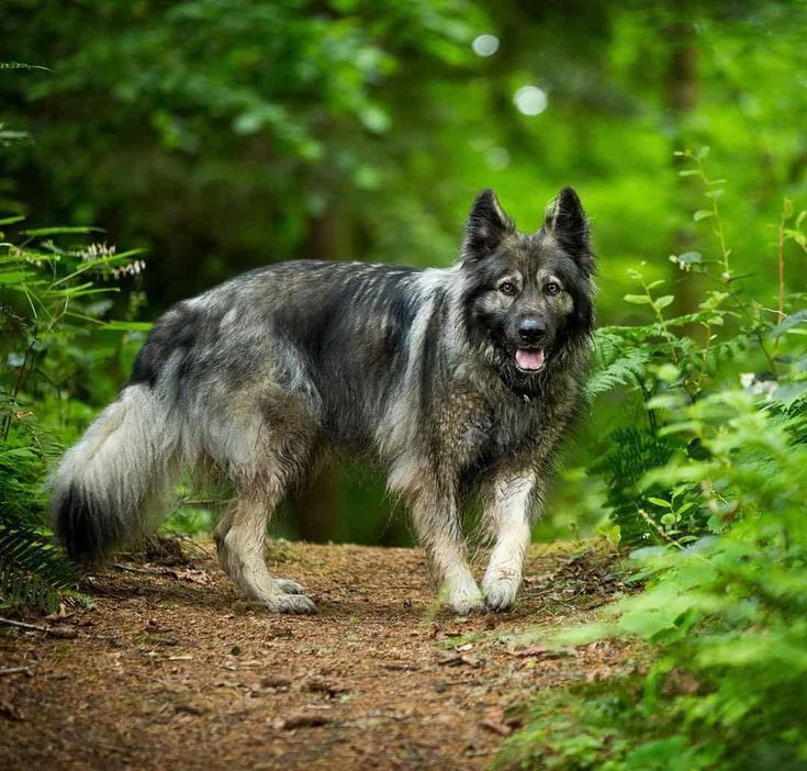 a dog standing on a dirt road in the middle of some green bushes and trees