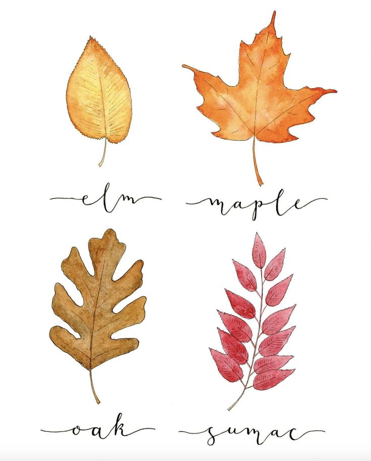 four different types of leaves with the words autumn and maple written in cursive writing