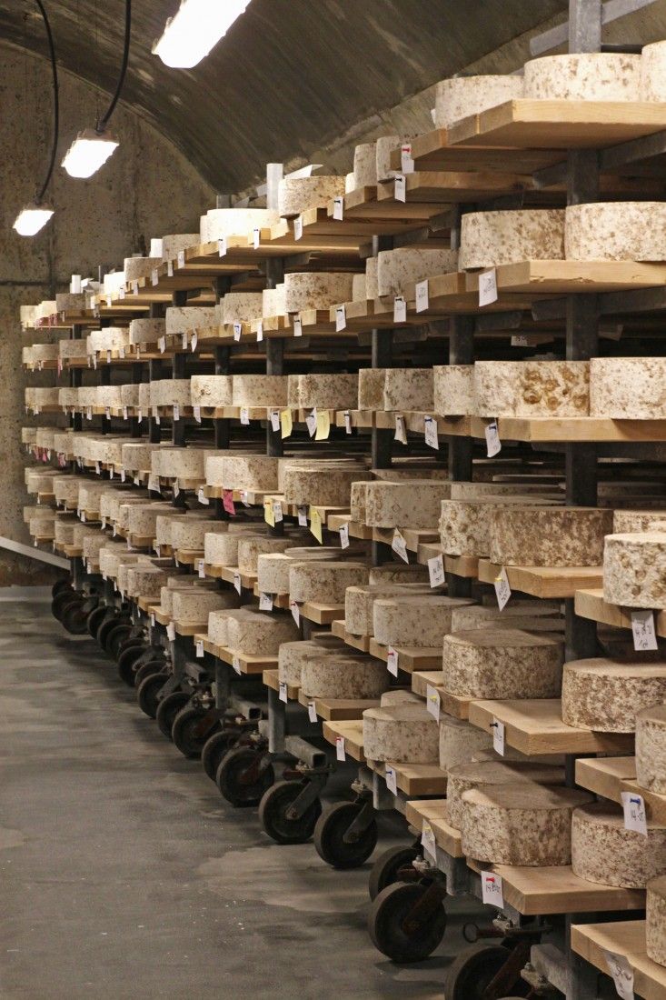 rows of cheeses are lined up in the warehouse