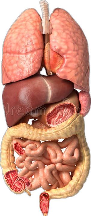 the anatomy of the human body with organs and their corresponding parts royalty illustration on white background