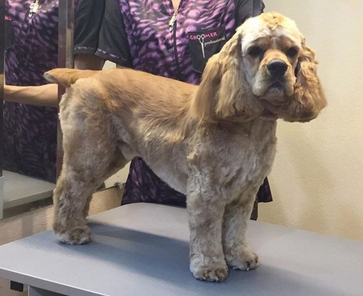 a dog standing on top of a table in front of a mirror