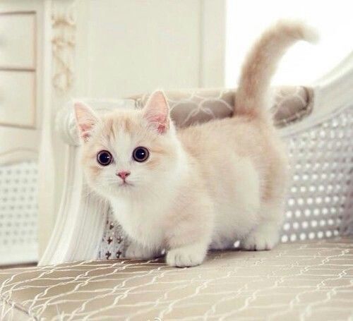 a small white kitten standing on top of a bed next to a dresser and chair