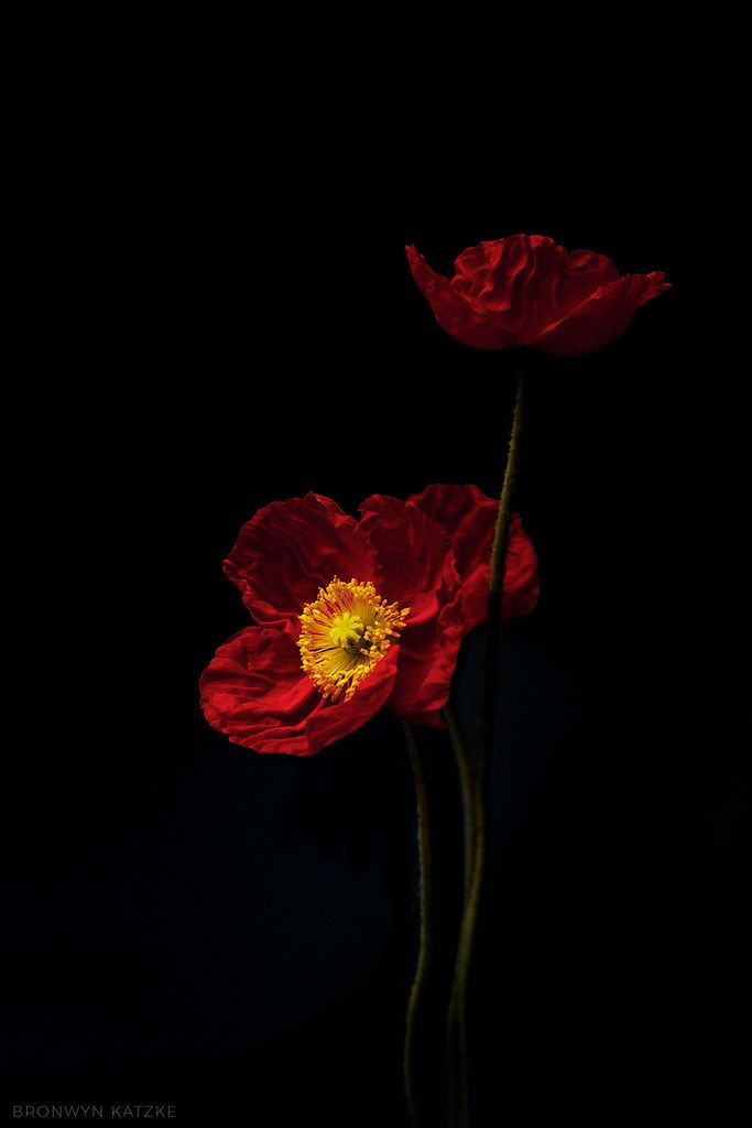 Summer Poppies | BronwynKatzke | Flickr Poppy Flowers Wallpaper, Flowers Black Background Photography, Dark And Red Aesthetic, Poppy Flower Aesthetic, Flower Dark Background, Poppy Flower Wallpaper, Poppy Aesthetic, Poppy Background, Black Background With Flowers