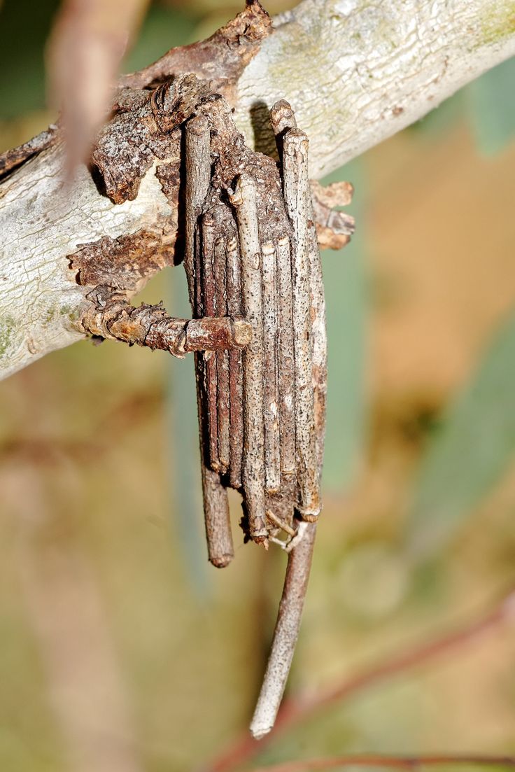 a close up of a small insect on a tree branch