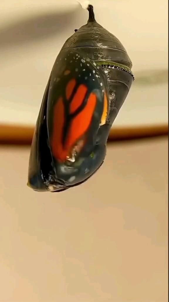 an orange and black butterfly emerging from the water