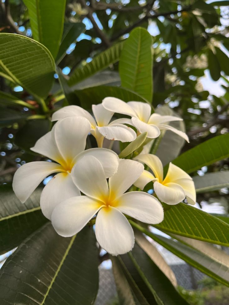 some white and yellow flowers on a tree