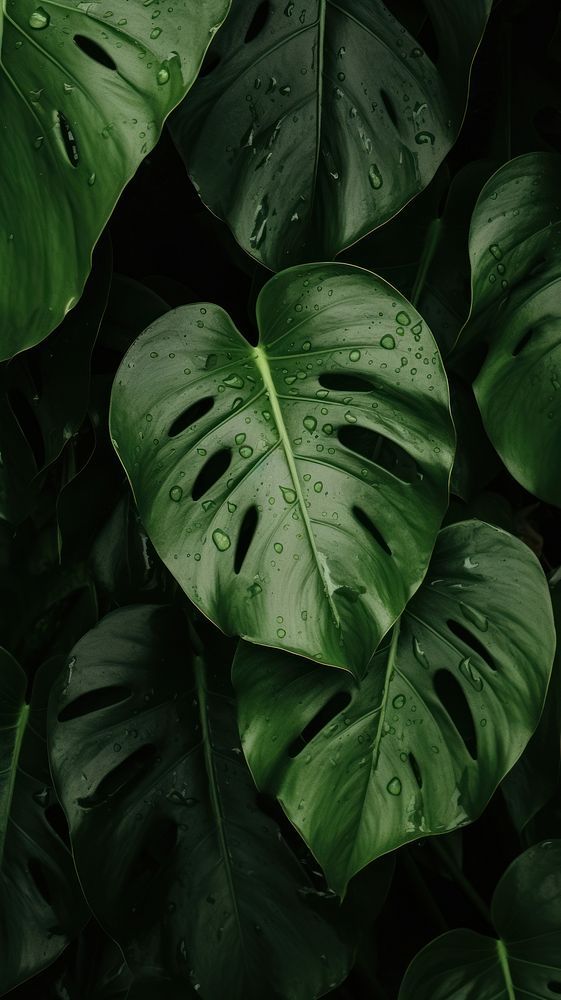 green leaves with drops of water on them