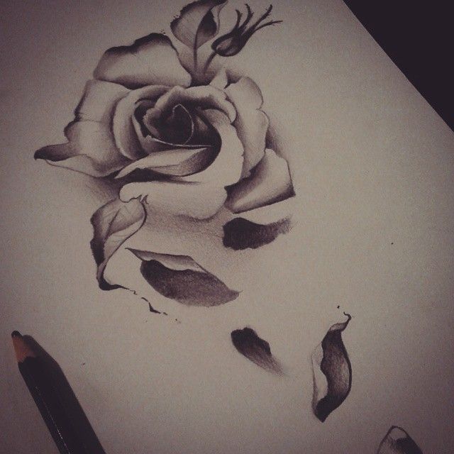 a pencil drawing of a rose with leaves