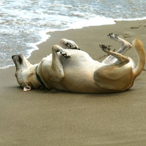 a dog rolling on its back on the beach