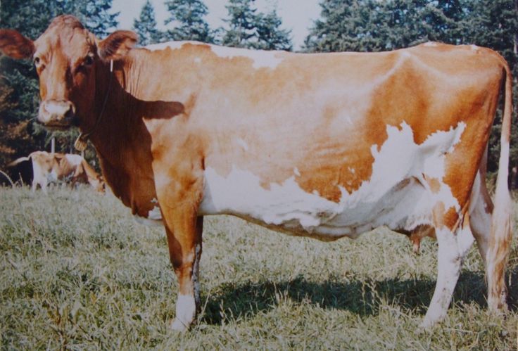 a brown and white cow standing on top of a grass covered field next to trees