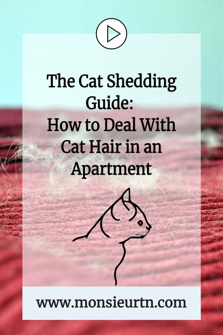 the cat shedding guide how to deal with cat hair in an apartment by monsieureur com